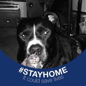 Meet your Posher, Ronnie